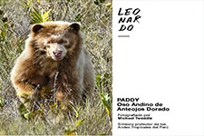 2022_LEONARDO MAGAZINE_Paddy, Andean golden spectacled bear