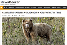 2018_NEWSBEEZER_Camera trap captures a Golden Bear in Peru for the first time