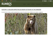 2018_RUMBOS TRAVEL_A Golden Spectacled Bear is found in the Amazon