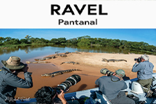 2020_RAVEL AGENCY_Pantanal, A refuge for iconic wildlife
