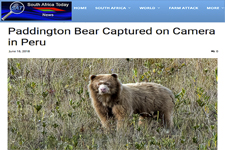 2018_SOUTH AFRICA TODAY_Paddington Bear Captured on Camera in Peru