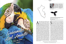 2019_PERUVIAN MAGAZINE #21_Blue and Yellow Macaw
