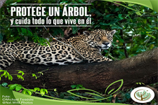 2020_ARBIO PERÚ_Protect a tree... the jaguar