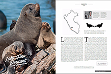 2018_PERUVIAN MAGAZINE #17_South American Fur Seal