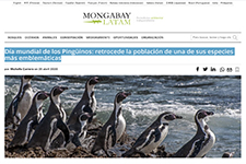 2020_MONGABAY LATAM_World Penguin Day
