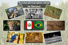 2020_PANTANAL RELIEF FUND_Photographers for the Pantanal