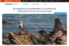 2018_OCEANA PERU_Humboldt Penguin, survival in the peruvian sea