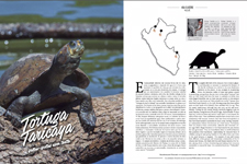 2019_PERUVIAN MAGAZINE #19_Yellow-spotted river turtle