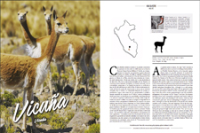 2019_PERUVIAN MAGAZINE #20_Andean Vicuña