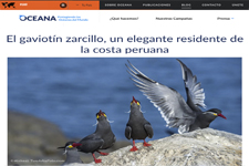 2019_OCEANA PERU_Inca Tern, elegant resident of the Peruvian coast