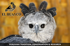 2011_EL HUAYCO_Peruvian Tradition, Conservation & Research