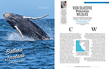2017_PERUVIAN MAGAZINE #10_Endangered, Humpback Whale