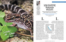 2017_PERUVIAN MAGAZINE #8_Endangered, Lima Leaf-toed Gecko