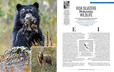 2017_PERUVIAN MAGAZINE #9_Endangered, Andean Spectacled Bear