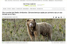 2018_MONGABAY LATAM_Golden Bear in Peru