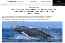 2018_OCEANA PERU_Jumps of Giants, Humpback Whales
