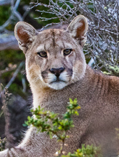 Patagonia Puma Extremo