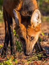 Maned Wolf Camps