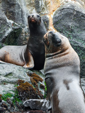 Palomino Sea lions & Humboldt Penguins Colony