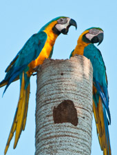 Tambopata Macaw ClayLick